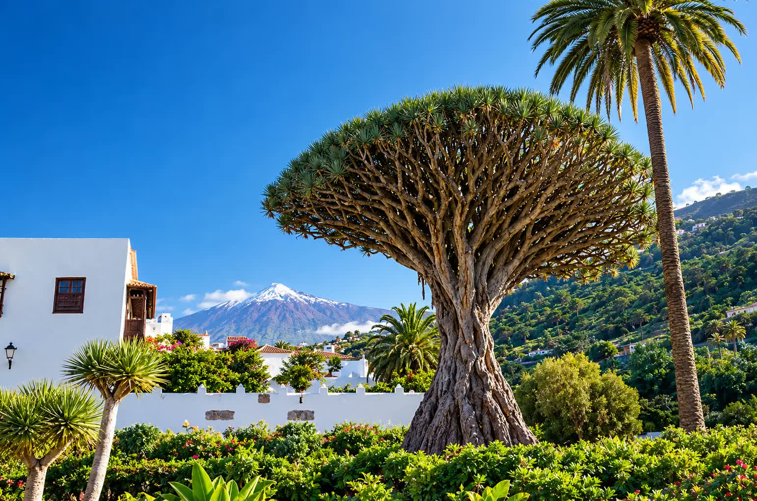 El Drago Milenario de Icod de los Vinos con el Teide nevado al fondo